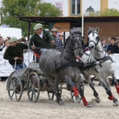 COMPLETE HORSE HITCHING CONTEST