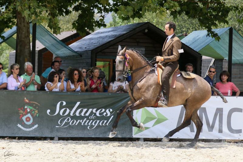 Salvador Pessanha com bons resultados na Feira do Cavalo de Ponte de Lima 2017